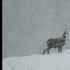 Chamois sous la neige, Valais